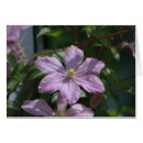 Search for clematis Rose