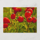 Search for hips postcards Rose