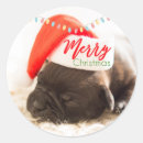Search for pug stickers Merry christmas