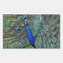 Search for blue feathers stickers Exotic