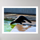 Search for dives posters Nature