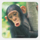 Search for chimpanzee stickers Wildlife