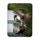 Search for martin magnets Bird