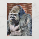 Search for funny gorilla postcards Gorillas