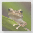 Search for tree frog barware Forest