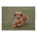 Search for miniature long haired dachshunds postcards Smelling air
