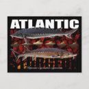 Search for atlantic Fish