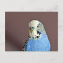 Search for parakeets postcards Budgerigar