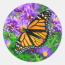 Search for monarch stickers Nature