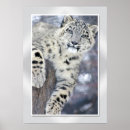 Search for white snow leopard posters Grey
