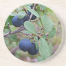 Search for bog Berries