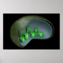 Search for chloroplast Thylakoid