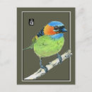 Search for birds of america postcards Green