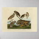 Search for burrowing art Athene cunicularia