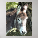 Search for donkey posters Cute
