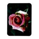 Search for beautiful dark magnets Floral