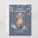 Search for golden retriever puppies postcards Merry christmas