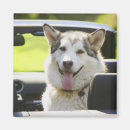 Search for dog car magnets Outdoors