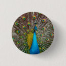 Search for feather badges Blue