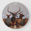 Search for elk clocks Wapiti