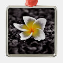 Search for plumeria christmas tree decorations Flower