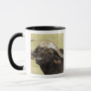 Search for hairy mugs Animal