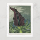Search for arums Botanical
