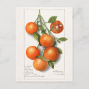 Search for vintage oranges postcards Fruit