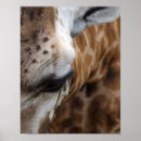 Search for giraffe face posters Animal