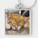 Search for orange cat key rings Sleeping