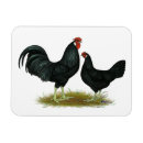 Search for marsh magnets Bird