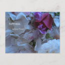 Search for soft rose postcards Garden