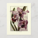 Search for cattleya orchid postcards Wild