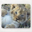 Search for lion photo mousepads Photography