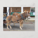 Search for mule postcards Animals