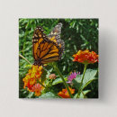 Search for colourful insect badges Monarch butterfly