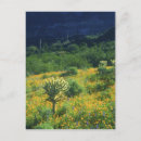 Search for organism postcards Green