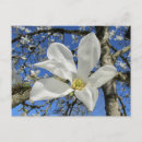 Search for flowering tree postcards Magnolia