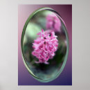 Search for hyacinth posters Purple