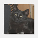 Search for ranger magnets Cat
