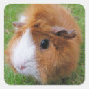 Search for white pig stickers Cavy