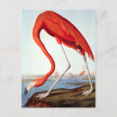 Search for john audubon postcards Flamingo