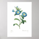 Search for convolvulus Illustration
