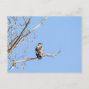 Search for eagle hunter postcards Wildlife