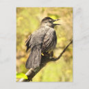 Search for singing postcards Animals