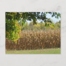 Search for corn postcards Fall