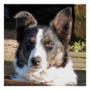 Search for collie posters Working dog