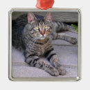 Search for tabby christmas tree decorations Kitty