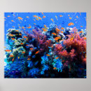 Search for ecosystem posters Tropical fish