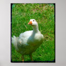 Search for gander posters Goose